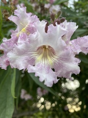 × chitalpa tashkentensis