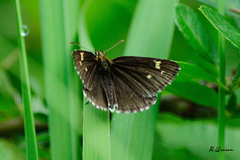 Heteropterus morpheus