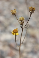 Bahiopsis reticulata