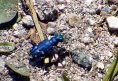 Cicindela depressula depressula