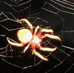 Eriophora