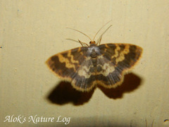 Peratophyga hyalinata