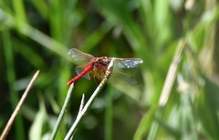 Sympetrum illotum