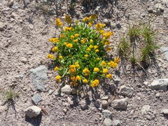 Solidago multiradiata multiradiata