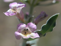 Penstemon albomarginatus