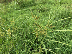 Cyperus imbricatus
