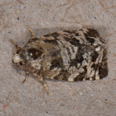 Archips packardiana