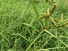 Cyperus imbricatus