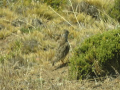 Thinocorus rumicivorus