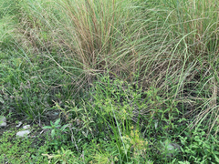 Cyperus imbricatus