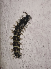 Nymphalidae