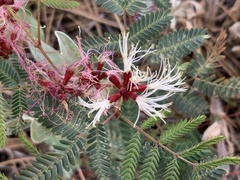 Calliandra humilis