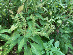 Ocimum gratissimum