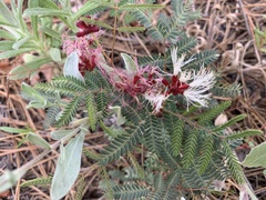 Calliandra humilis