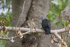 Ducula pacifica
