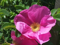 Rosa rugosa