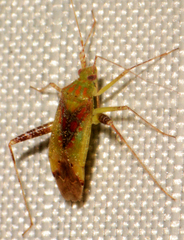 Phytocoris tibialis