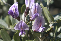 Dermatophyllum arizonicum