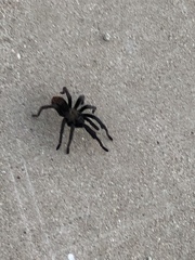 Aphonopelma steindachneri