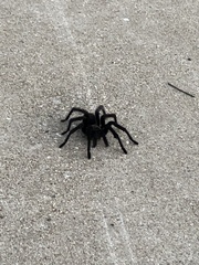 Aphonopelma steindachneri