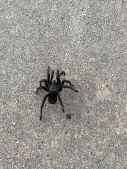 Aphonopelma steindachneri