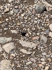 Alypiodes bimaculata