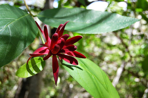 Calycanthus occidentalis
