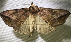 Pseudeva purpurigera