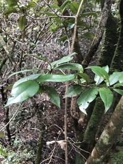 Myrceugenia planipes
