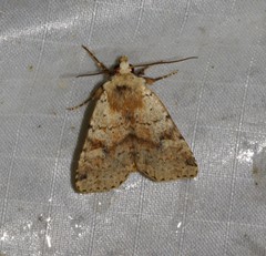 Diarsia jucunda