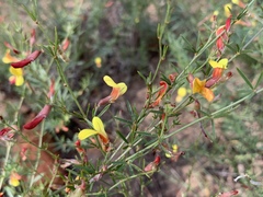 Acmispon wrightii