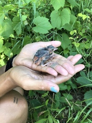 Passerina cyanea