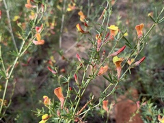Acmispon wrightii