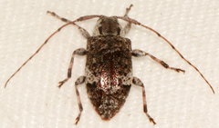 Astylopsis macula