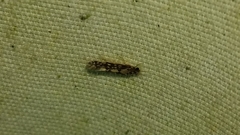 Agraylea