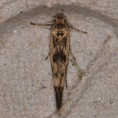Scythris limbella