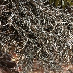 Rhodomelaceae