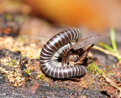 Cambalidae