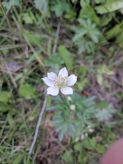 Anemone cylindrica