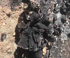 Umbilicaria rigida