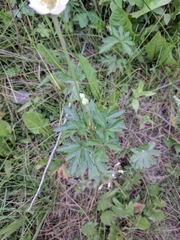Anemone cylindrica