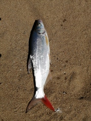 Chanodichthys mongolicus