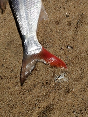 Chanodichthys mongolicus