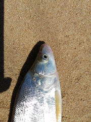 Chanodichthys mongolicus