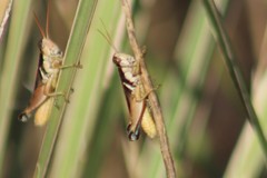 Melanoplus glaucipes