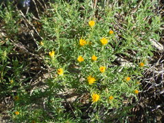 Ericameria discoidea