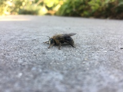 Xylocopa tabaniformis androleuca