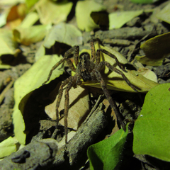 Centroctenus brevipes