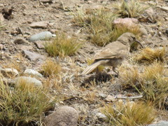 Upucerthia dumetaria