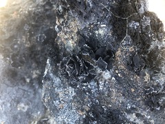 Umbilicaria virginis